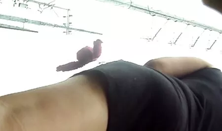 Op de gratis seksfilms vagina keukentafels